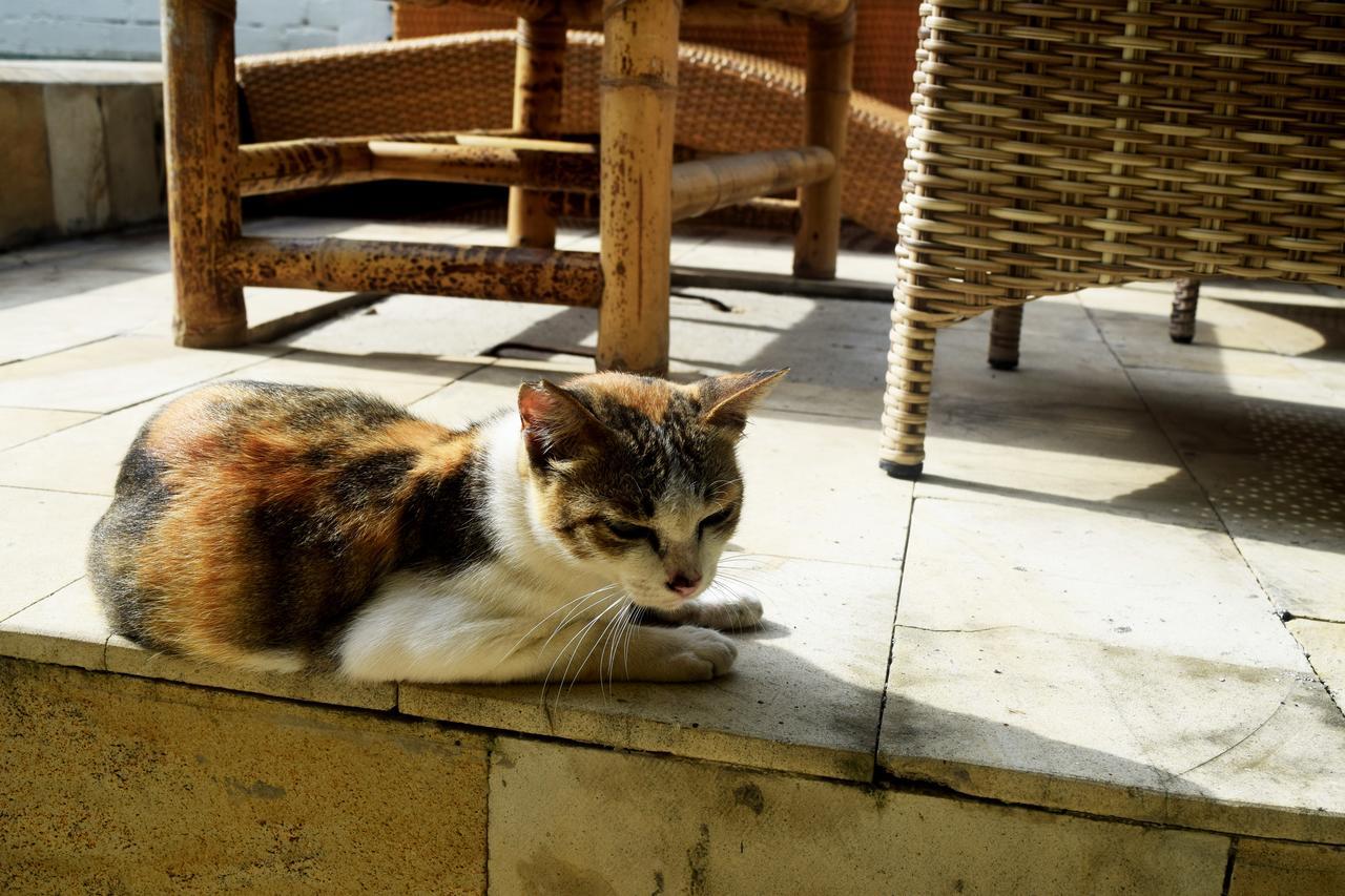 Panda Cottage Gili Trawangan Dış mekan fotoğraf
